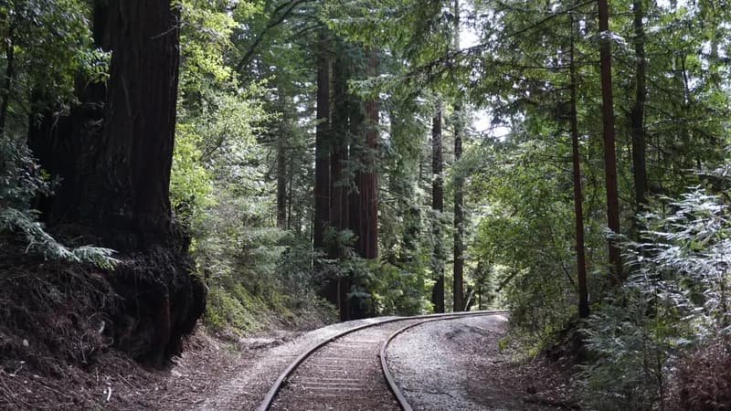 Rail line curving into a dark redwood corridor toward a lit opening