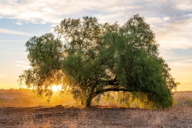 A broad pepper tree at sunrise with the sun bursting through the gap under its canopy. Real structure: the trunk anchors centre-right, the low sun rakes across dry grass in the foreground, and layered cirrus gives the sky detail rather than a blown-out field. Clear single subject, warm directional light, and genuine front-to-back depth from foreground grass through the tree to the hazy ridgeline. Sky holds tone throughout, no fence, pole or signage anywhere in the frame
