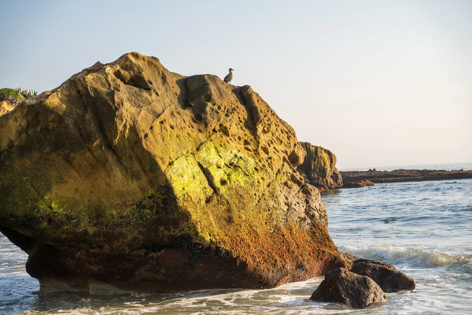 Golden low sun raking a lichen-covered sea rock with a shorebird perched on the crest