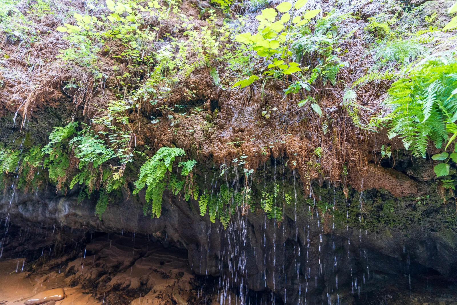 Dripping spring with maidenhair fern and falling water strands frozen against dark rock