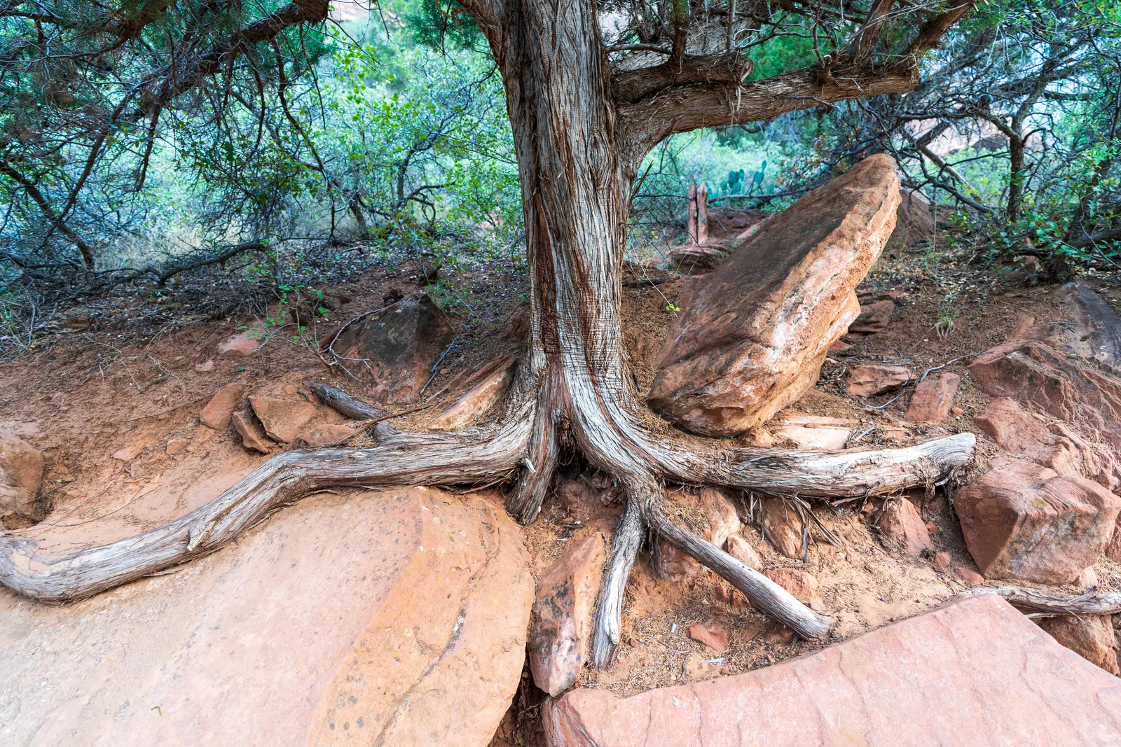 Gnarled exposed root system gripping slickrock