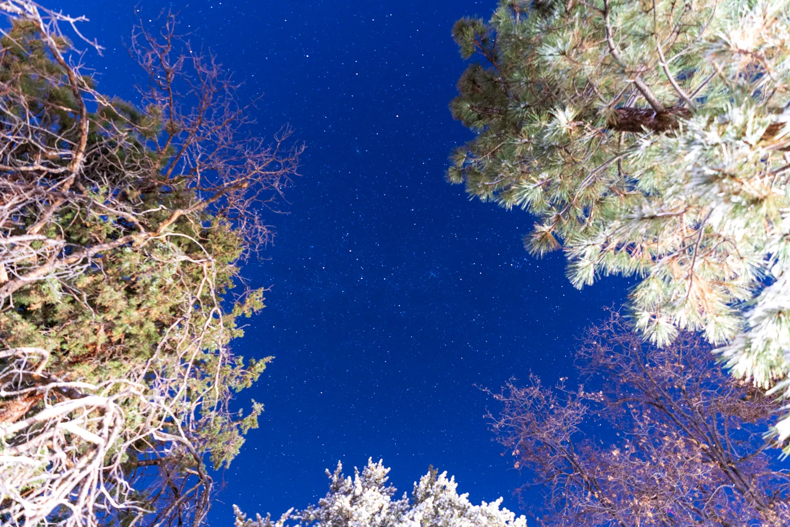 Looking straight up into frost-rimed pine crowns radiating against deep cobalt sky