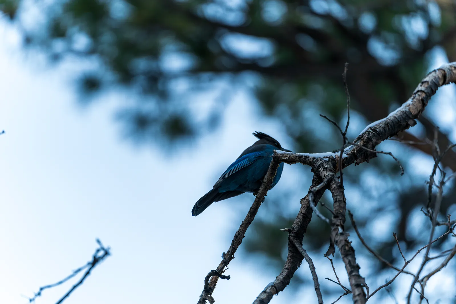 Steller's jay cleanly isolated on a bare branch against pale sky with soft pine bokeh and generous negative space