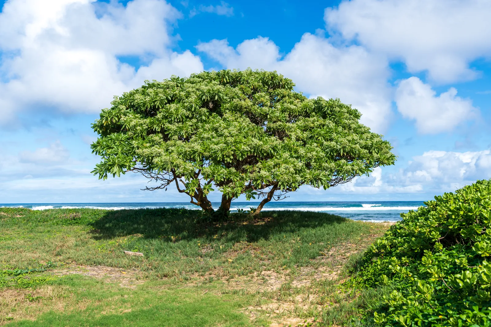 Lone umbrella-crowned tree on a coastal dune with the surf line and cumulus behind it