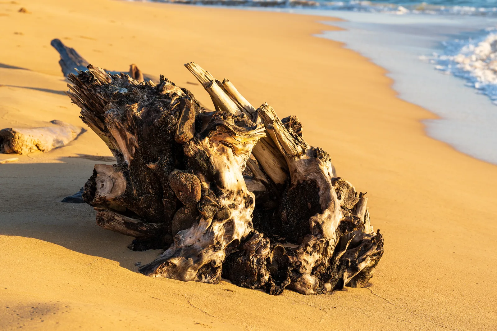 Weathered driftwood stump as a sculptural subject on warm-lit sand, with the surf line curving away behind it