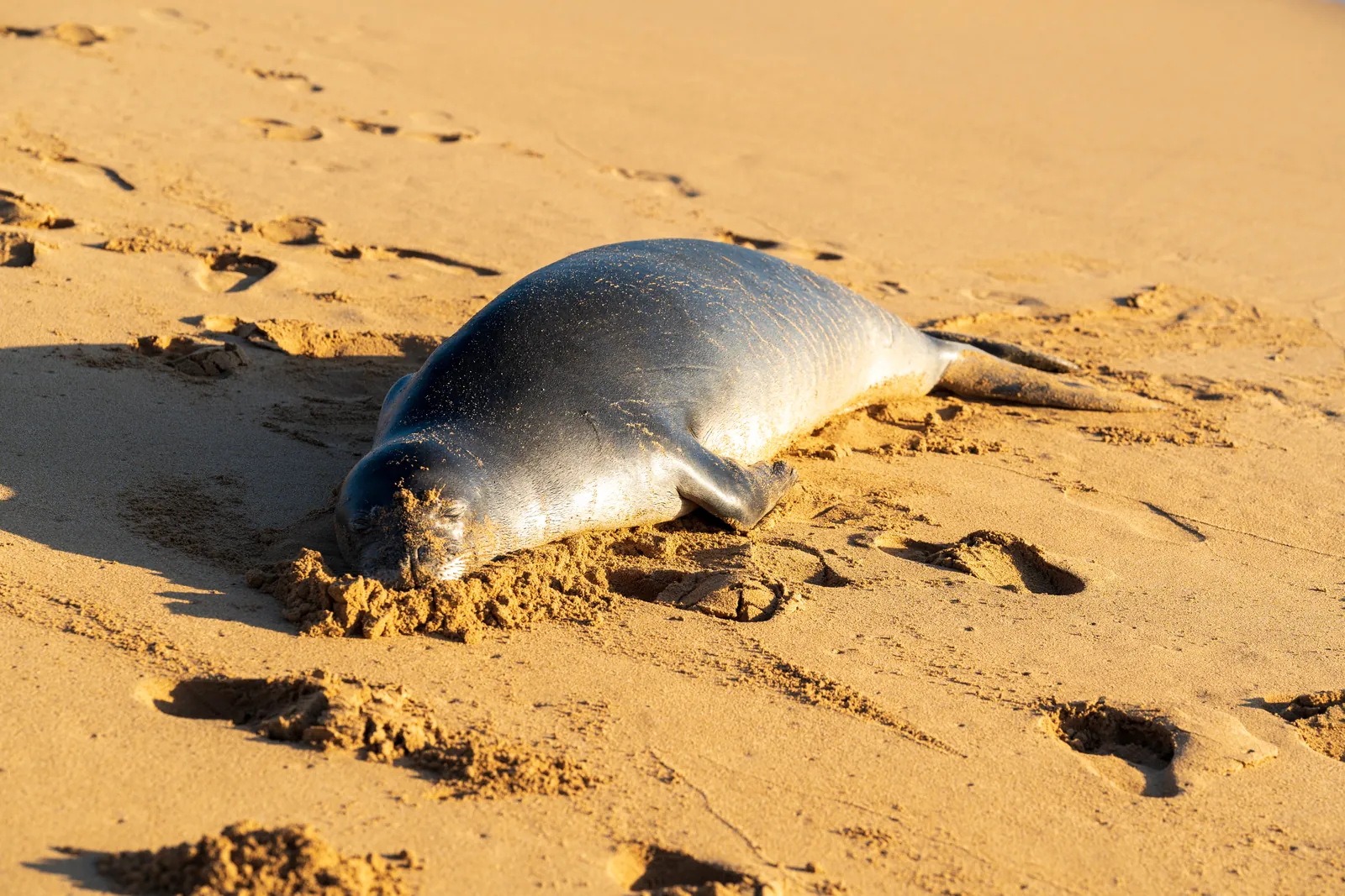 Hawaiian monk seal hauled out on sand, raking side light picking out the wet hide against dune texture