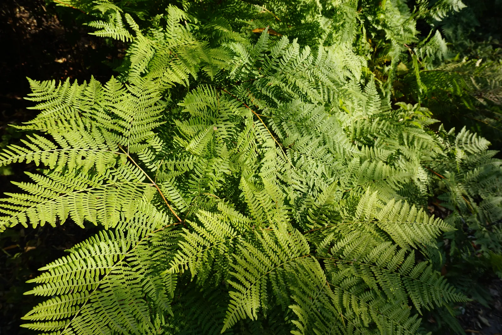 Backlit fern fronds glowing against a dark forest floor