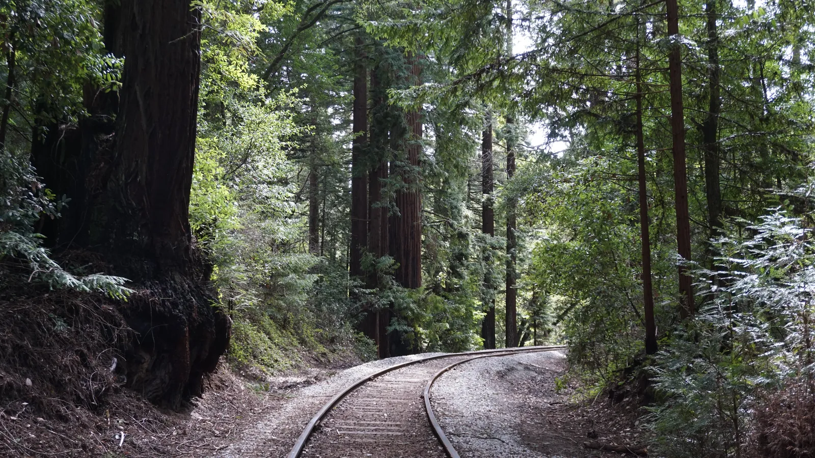 Rail line curving into a dark redwood corridor toward a lit opening