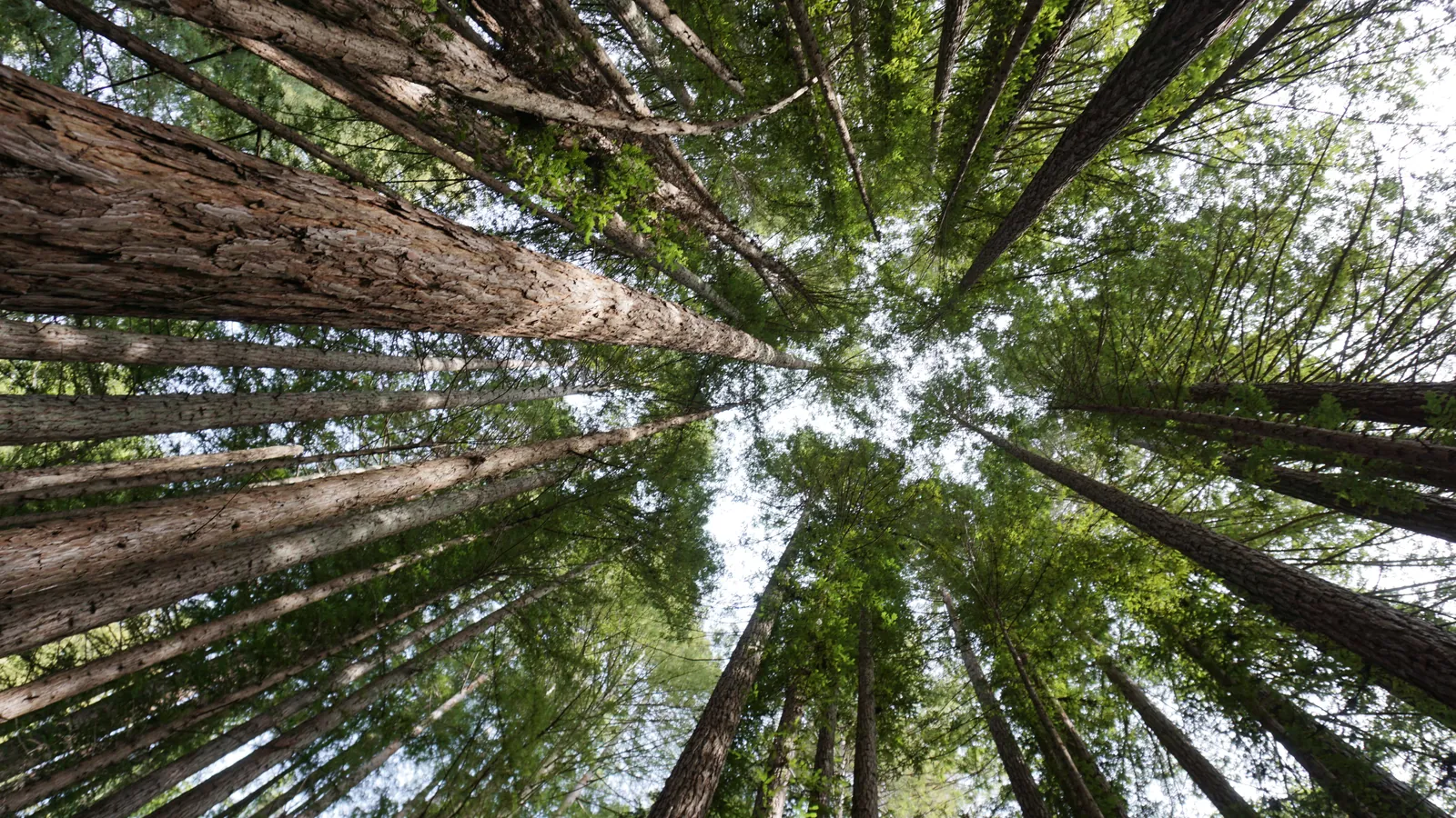 Best canopy frame in the batch: redwoods radiating from a central vanishing point with backlit crowns, clean and dramatic