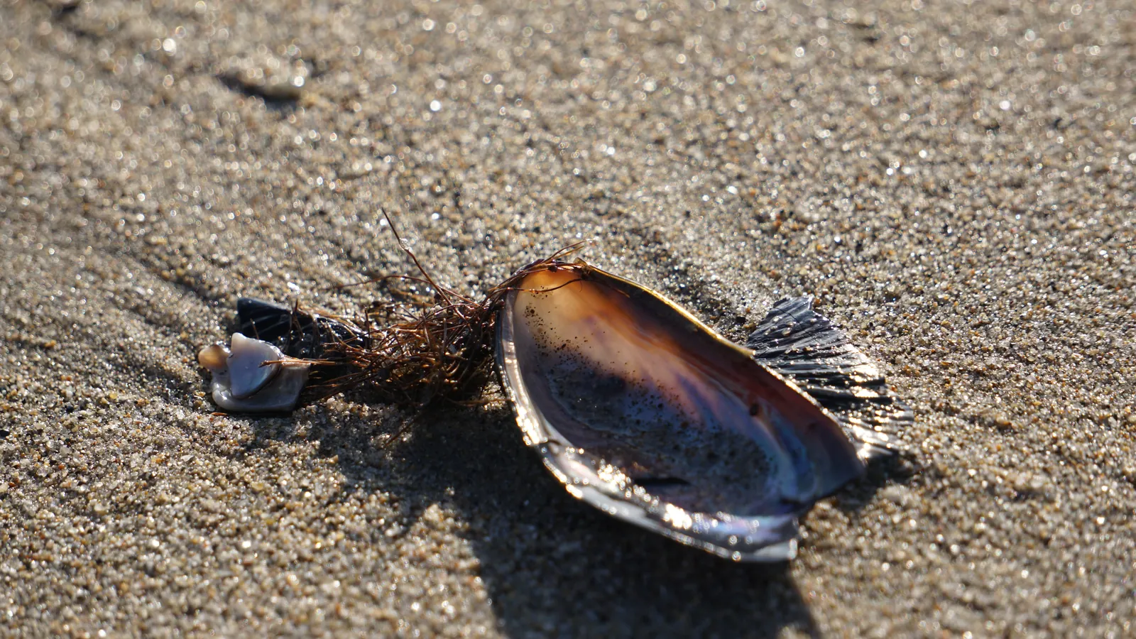 Open mussel shell on wet sand in raking light with a long cast shadow