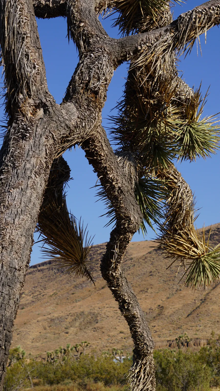 Joshua tree trunks crossing in an X with clean sky between and a tan hillside layering behind