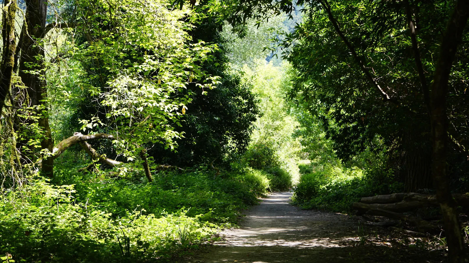 Dappled woodland trail curving into a luminous green tunnel, dark trees framing both edges