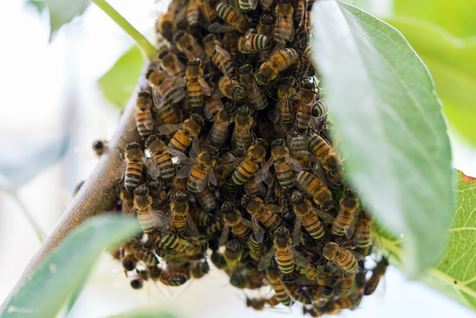 Tight macro of a honeybee swarm on a branch