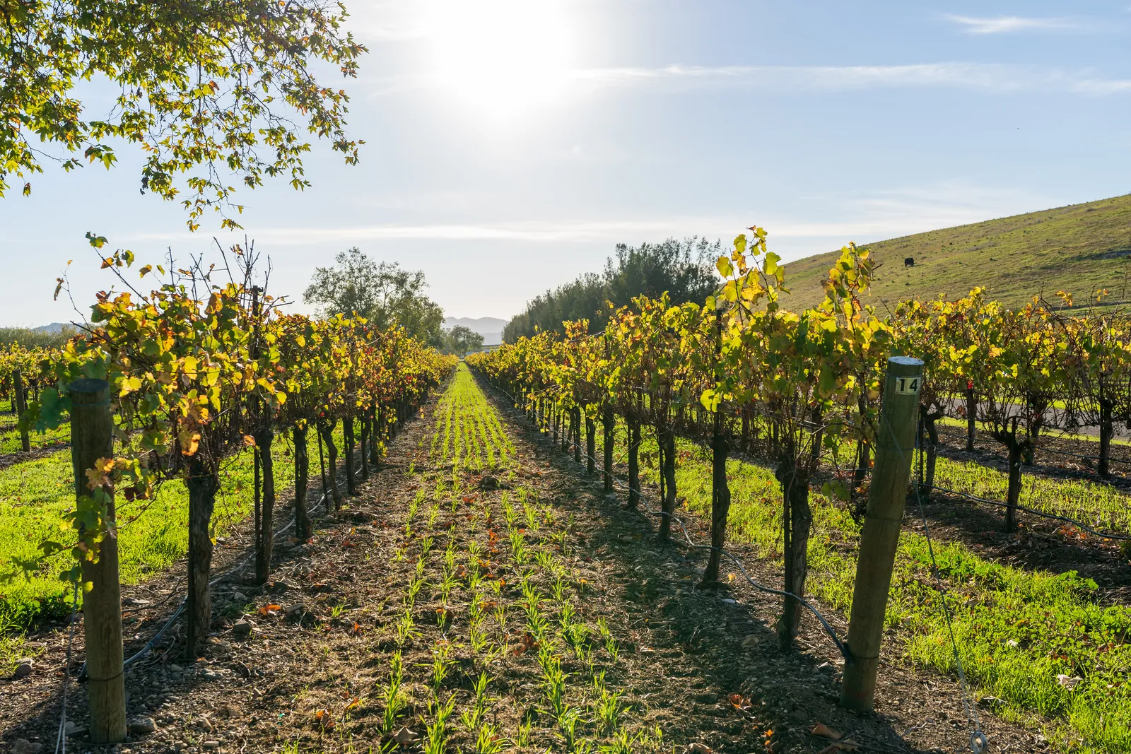 Backlit autumn vineyard rows converging to a low sun, leafy branch framing the top corner and a hill closing the right edge