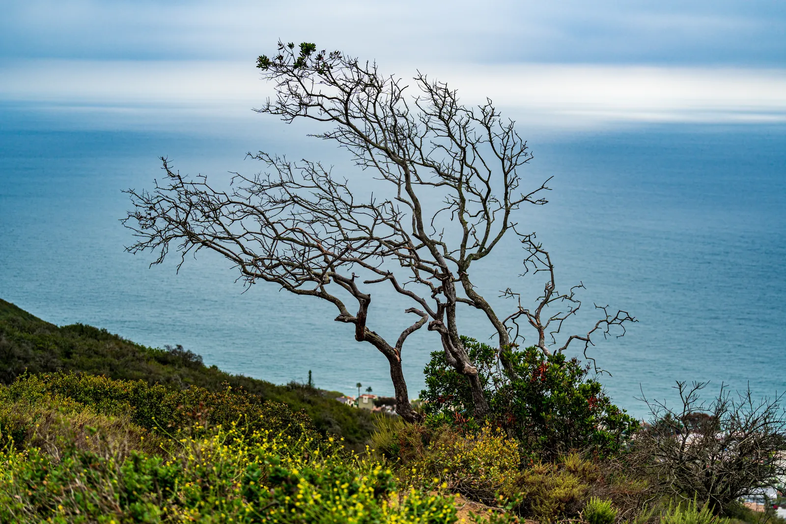 Windswept bare tree silhouetted against a flat ocean horizon