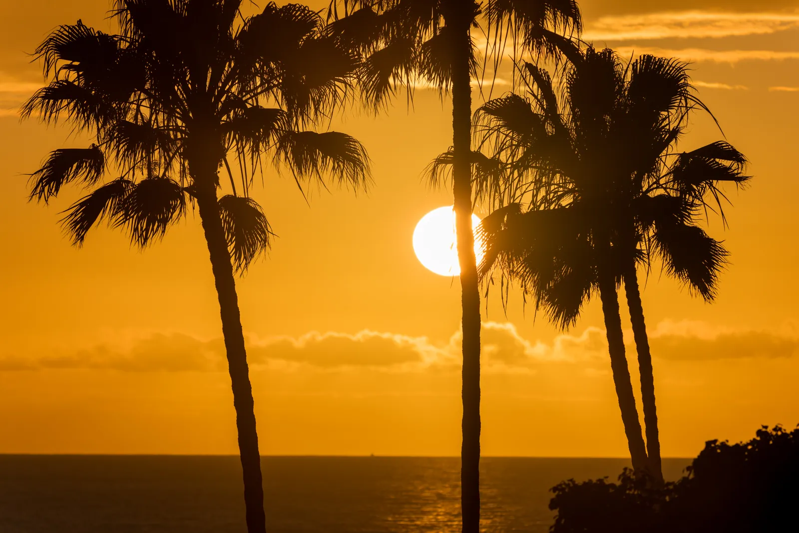Best of the palm sunsets: sun dropping into a cloud band above a visible ocean horizon, palms framing both edges, clean layering