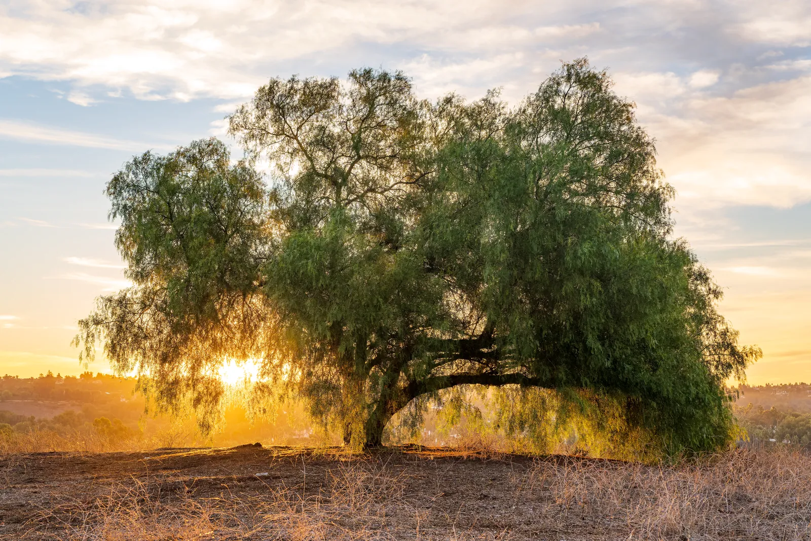 A broad pepper tree at sunrise with the sun bursting through the gap under its canopy. Real structure: the trunk anchors centre-right, the low sun rakes across dry grass in the foreground, and layered cirrus gives the sky detail rather than a blown-out field. Clear single subject, warm directional light, and genuine front-to-back depth from foreground grass through the tree to the hazy ridgeline. Sky holds tone throughout, no fence, pole or signage anywhere in the frame