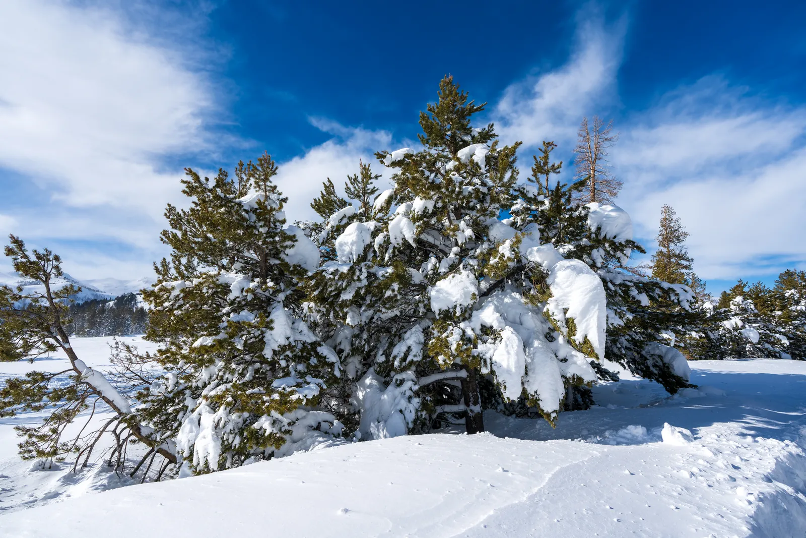 Snow-laden pine as a clear subject against a deep blue sky streaked with cirrus, untracked snow foreground, distant ridgeline giving depth. Nothing man-made in frame. Compositionally looser than 0711, so it is the second Tahoe frame, not the first