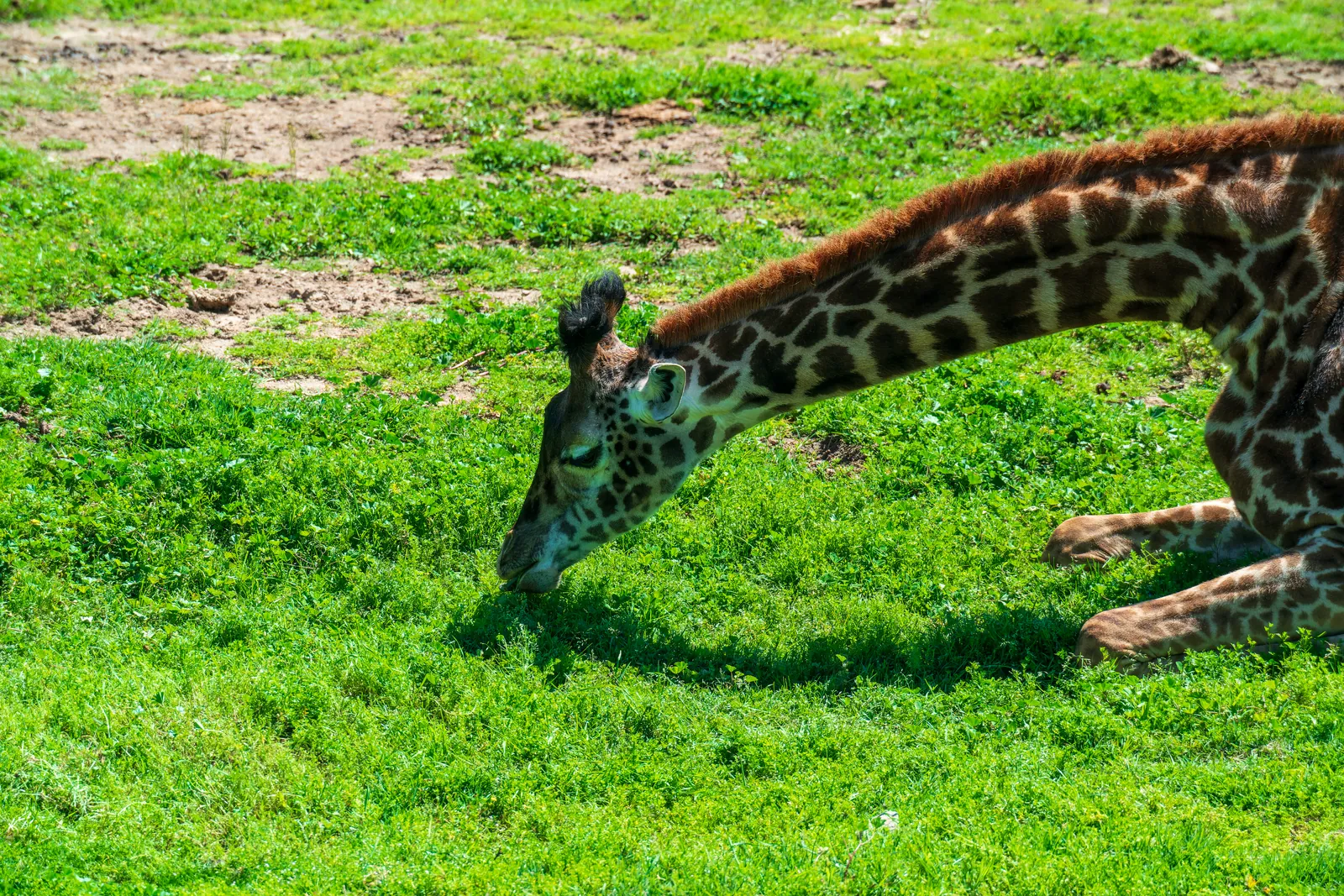 Giraffe bending its neck into an S-curve to graze