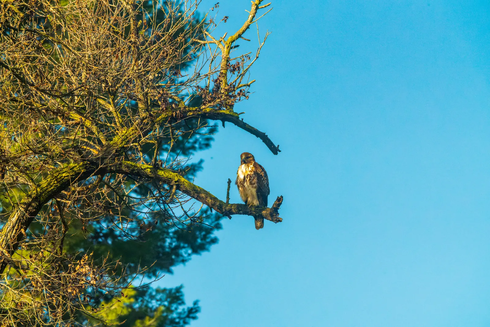 Raptor perched on a bare branch against clean blue sky, clear subject shape with the tree used as a framing element rather than clutter. Reads as a deliberate wildlife frame, not a snapshot. Needs a 100% check for sharpness on the head before it ships