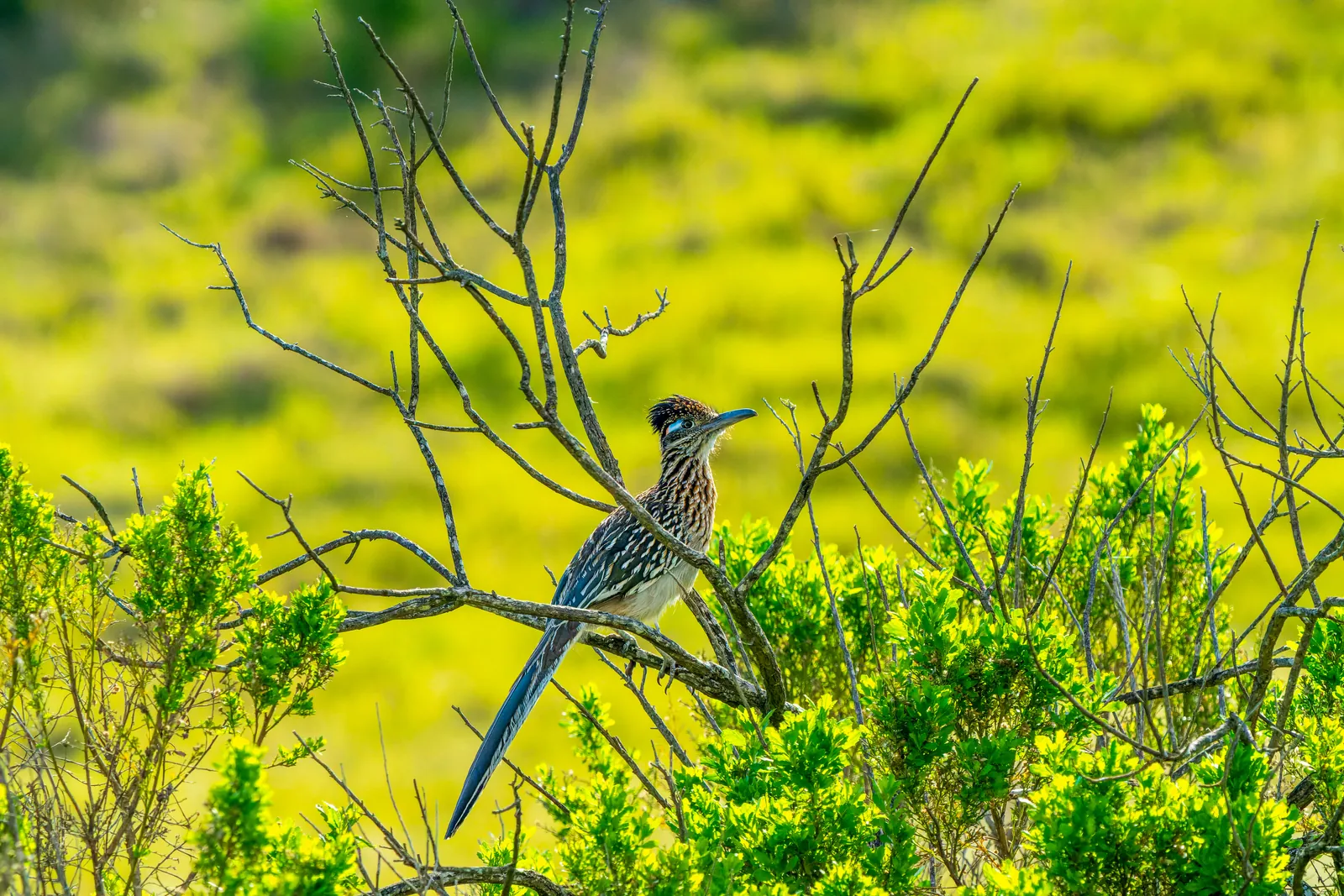 Roadrunner perched on a branch, distinctive silhouette held clear of the background, spring-green bokeh behind. Better separation than the alternate 1764, which has more twigs cutting the body