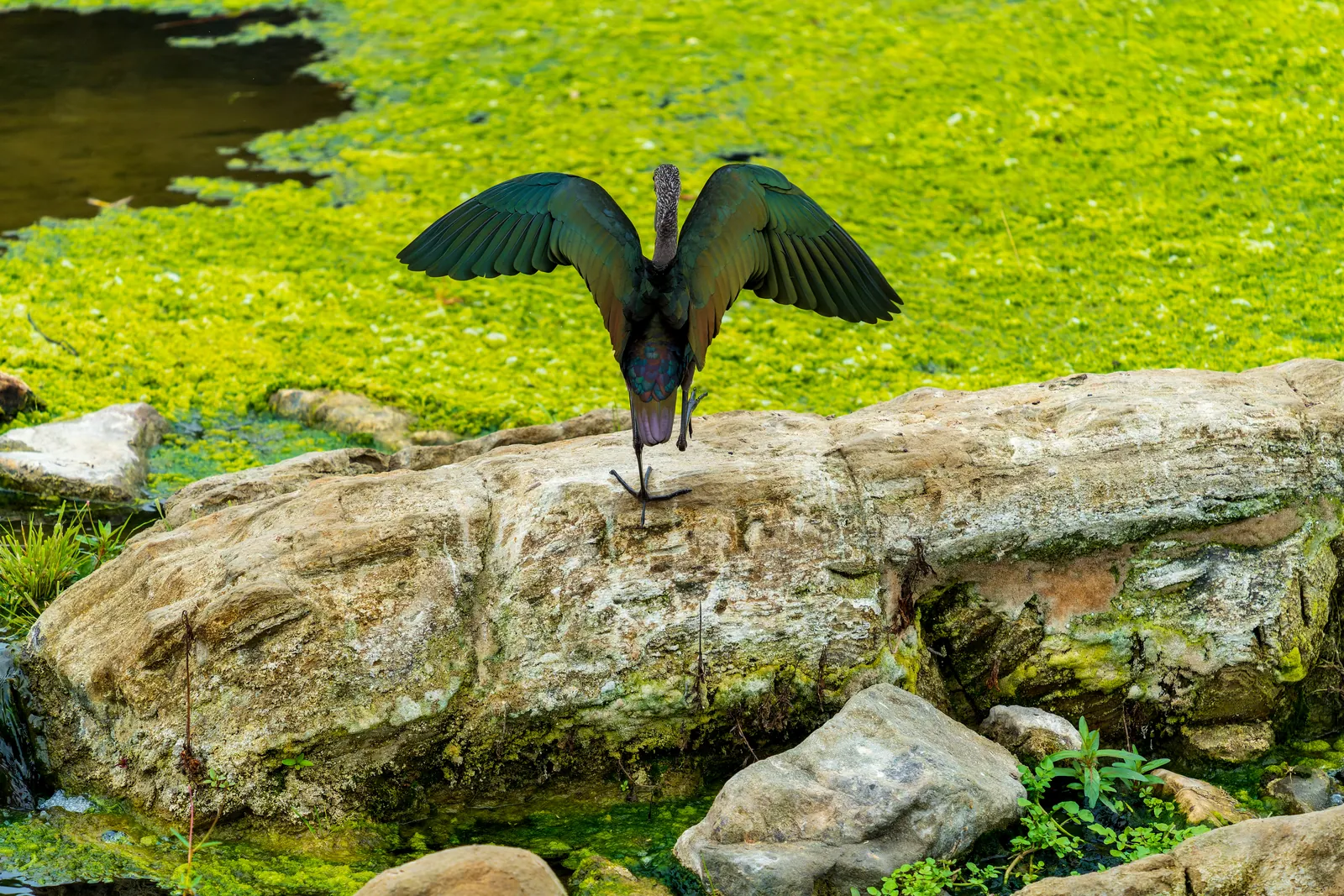 Cormorant in full wing-spread drying posture on a pale boulder, silhouetted cleanly against bright green water. Sharp, well-isolated subject, a decisive gesture rather than a bird just standing there, and no fence or man-made element anywhere in frame